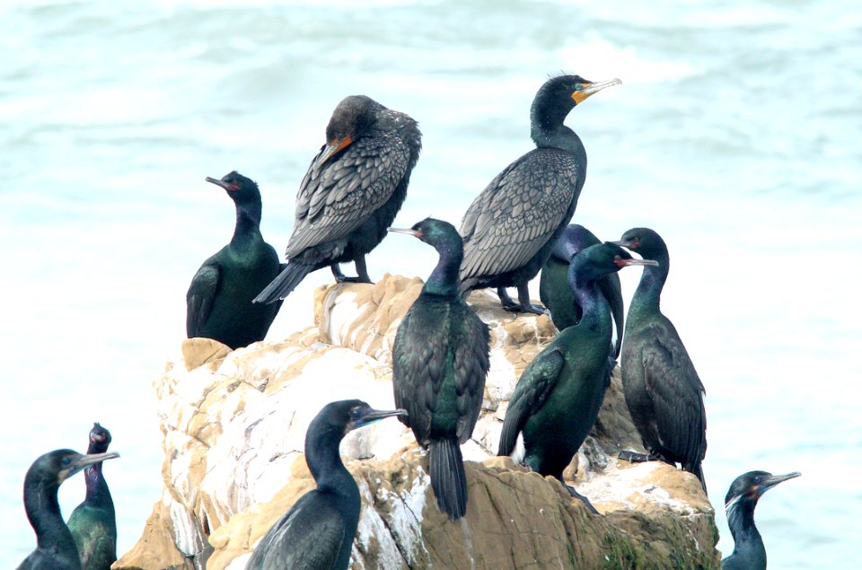 168 & 170 & 173 - BRANDT'S & DOUBLE-CRESTED & PELAGIC CORMORANT (3-21-10) piedras blancas, slo co, ca  (3)