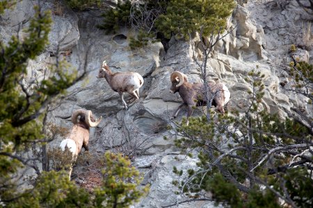 Bighorn sheep on Mt. Everts