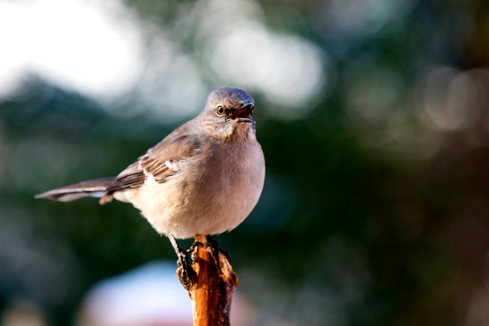 Northen Mockingbird