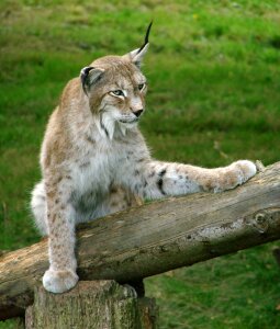 Feline nature zoo