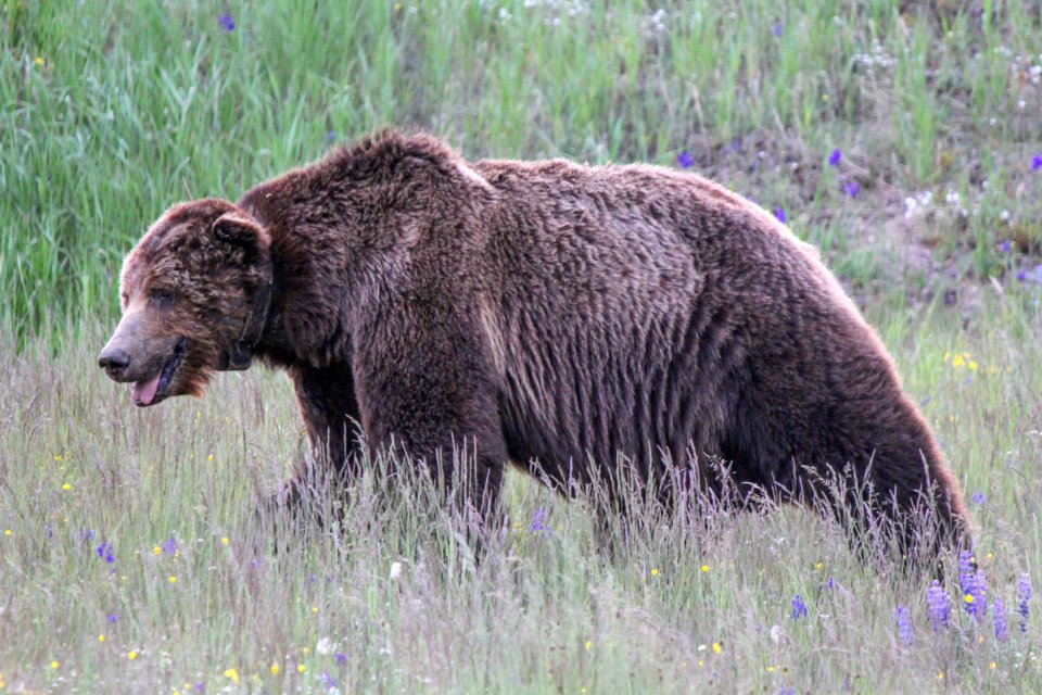 Grizzly bear on Dunraven Pass