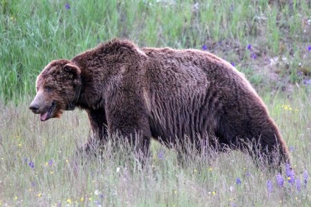 Grizzly bear on Dunraven Pass photo