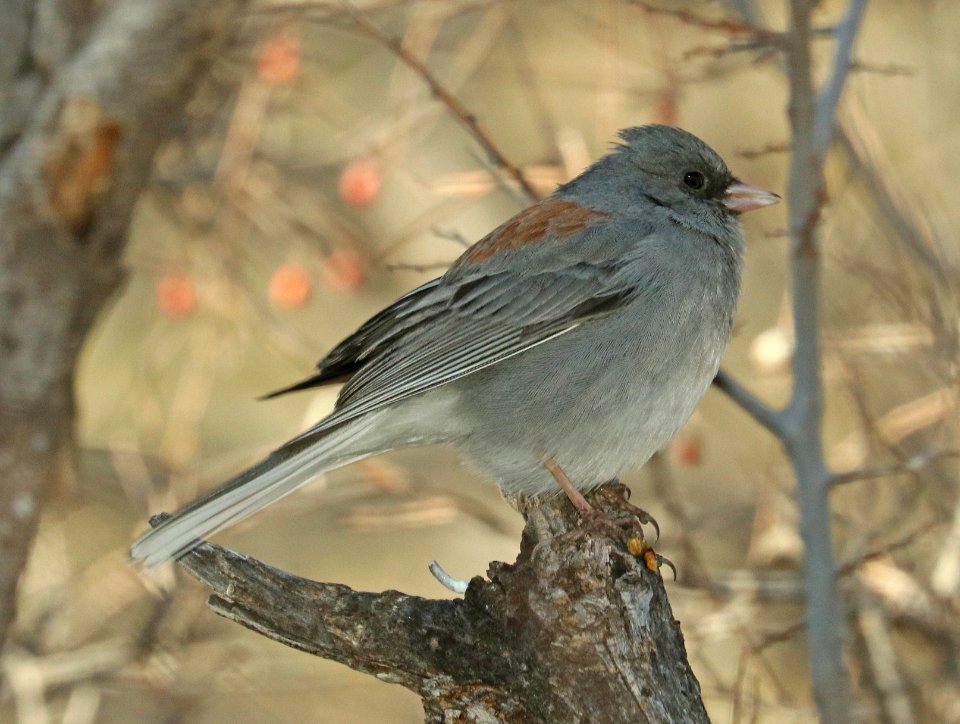 899 - DARK-EYED JUNCO (2-2012019) proctor trail, madera canyon, pima co, az -01