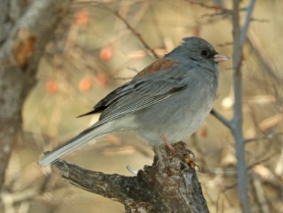 899 - DARK-EYED JUNCO (2-2012019) proctor trail, madera canyon, pima co, az -01