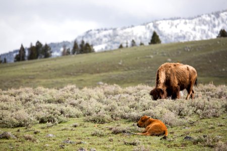 Cow bison and calf photo