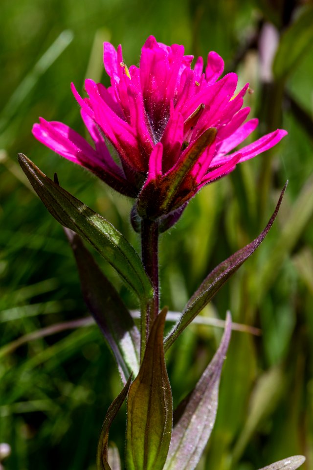 Rosy Paintbrush - Castilleja rhexifolia