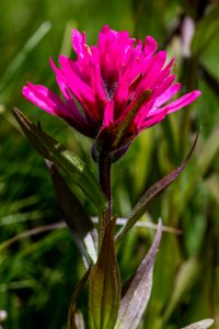 Rosy Paintbrush - Castilleja rhexifolia