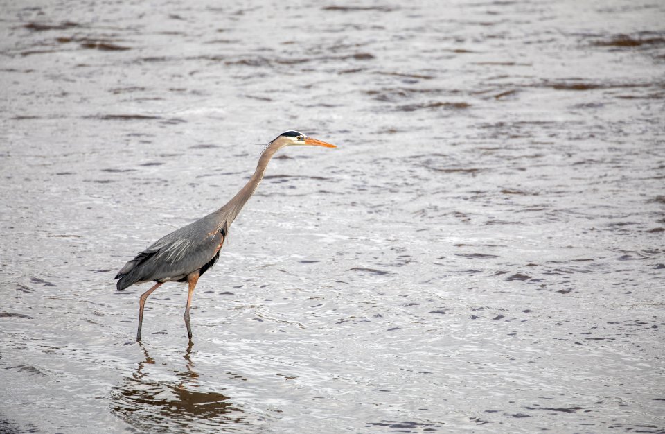 Great Blue Heron feeding on fish