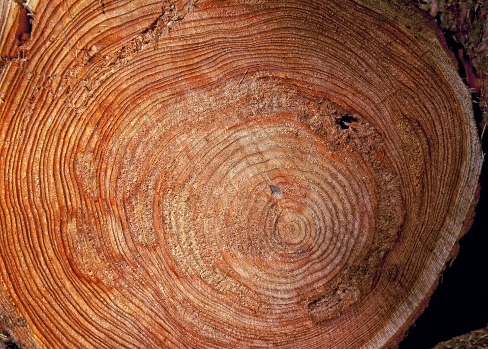Sawed off forest wood