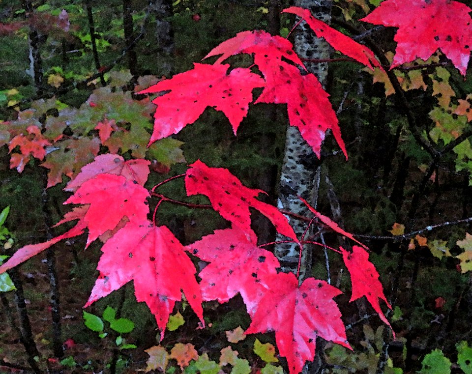 NEW HAMPSHIRE - FALL COLOR IN THE RAIN (10-1-2018) - PHOTOSHOP WATERCOLOR FILTER (11)