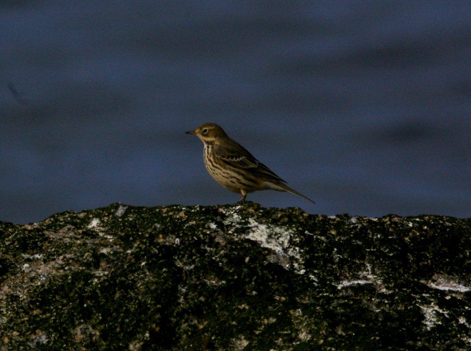 PIPIT, AMERICAN (japonicus) (9-5-08) Gambell, Ak -2