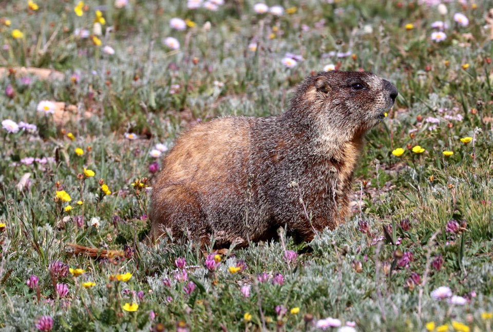 MARMOT, YELLOW-BELLIED (Marmot flaviventris) (7-16-2020) 12300 ft, trail ridge pass, rocky mt nat park, larimer co, co -01