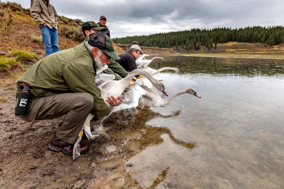 Swan release September 2019 (5): the release