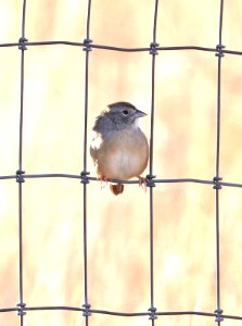 867 - BOTTERI'S SPARROW (11-10-2017) lado de loma, lake patagonia ranch estates, santa cruz co, az -03