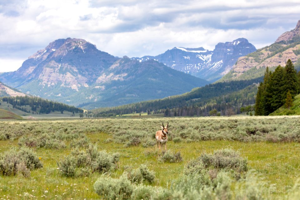 Pronghorn feeding in Lamar Valley