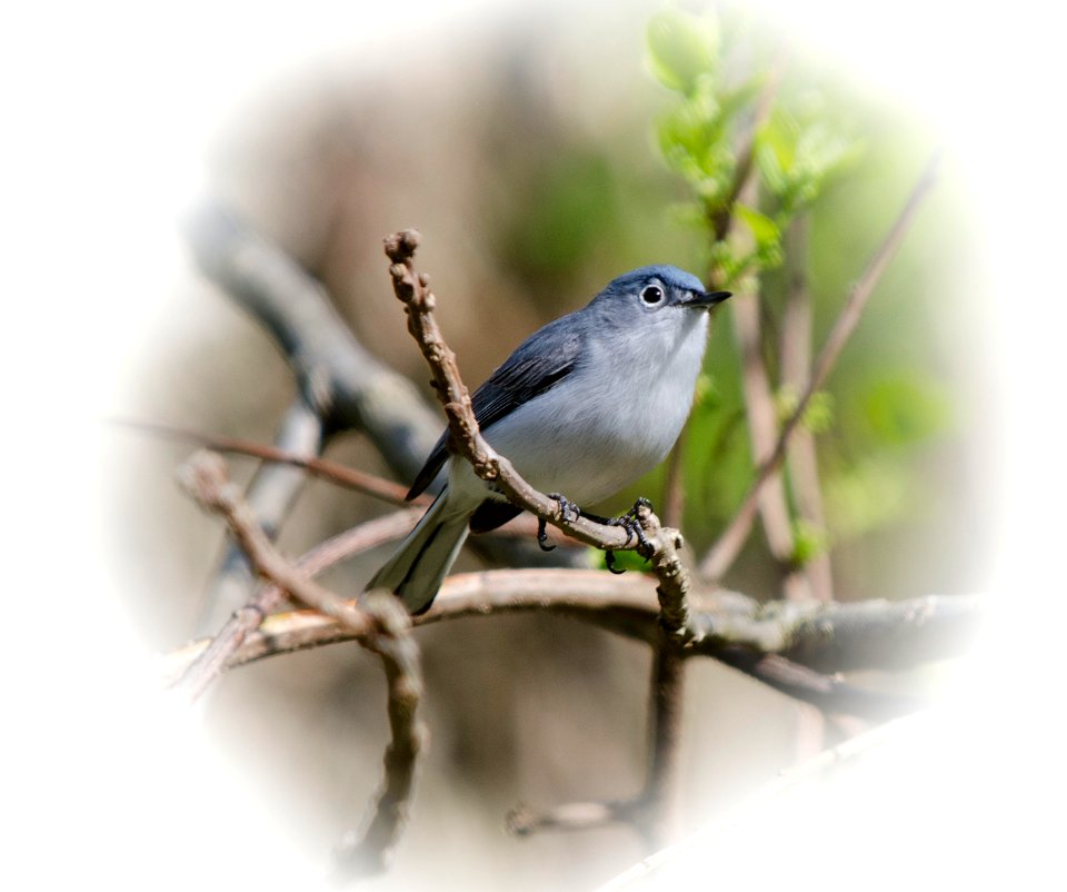 Blue-gray Gnatcatcher