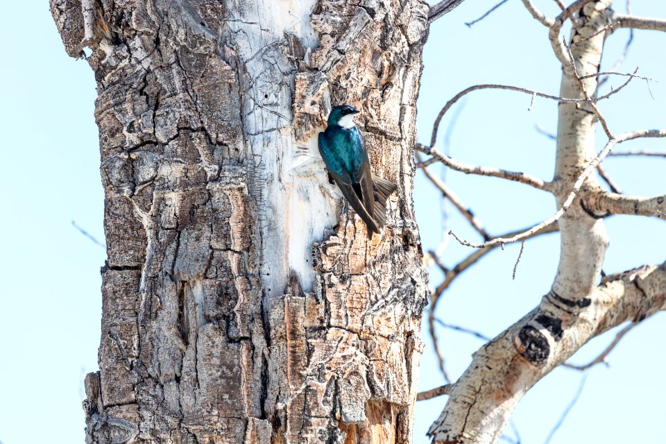 Tree swallow (Tachycineta bicolor) in Lamar Valley