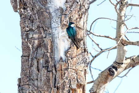 Tree swallow (Tachycineta bicolor) in Lamar Valley photo