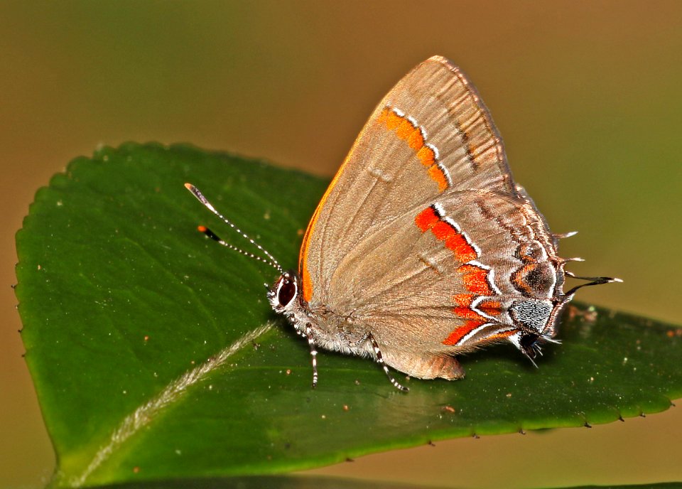 HAIRSTREAK, RED-BANDED (Calycopis cecrops) (6-5-2017) manteo, dare co, nc -02