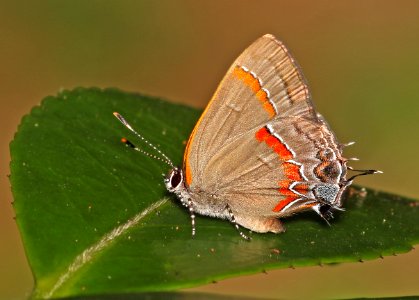HAIRSTREAK, RED-BANDED (Calycopis cecrops) (6-5-2017) manteo, dare co, nc -02 photo