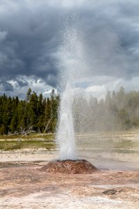 Pink Cone Geyser eruption (portrait)