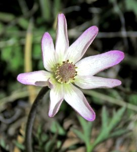 DESERT ANEMONE (Anemone tuberosa) (3-21-2020) giandani trail, whetstone mts, cochise co, az