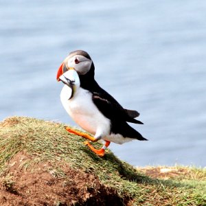 Puffin on Lunga