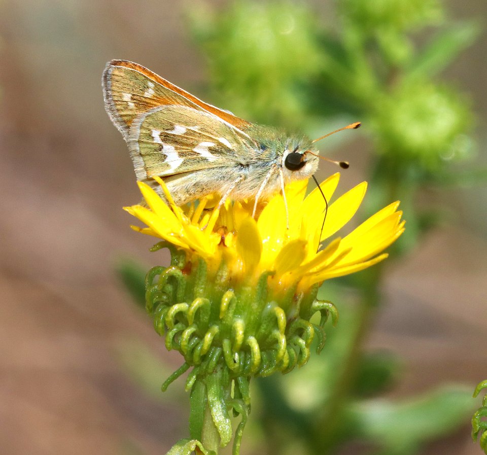 SKIPPER, WESTERN BRANDED (Hesperia colorado) (8-4-2020) 7700 ft, connors pass, rte 50, white pine co, nv -04