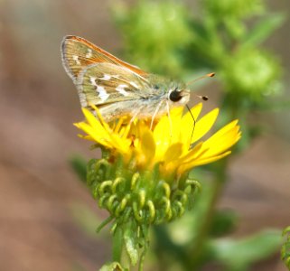 SKIPPER, WESTERN BRANDED (Hesperia colorado) (8-4-2020) 7700 ft, connors pass, rte 50, white pine co, nv -04
