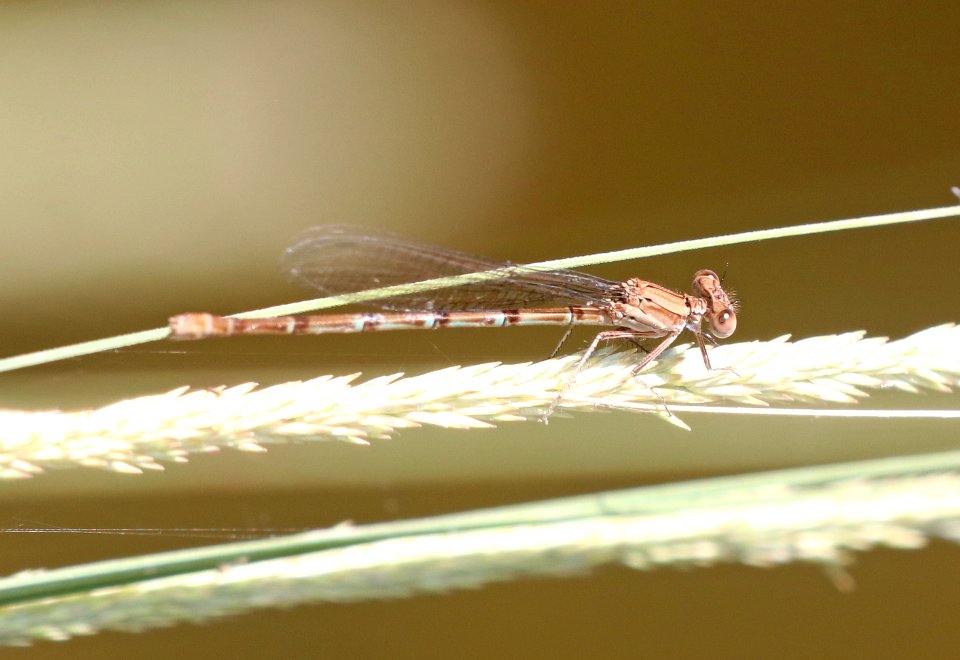 DANCER, BLUE-RINGED (Argia sedula) (9-27-2020) pena blanca lake, santa cruz co, az -10 female
