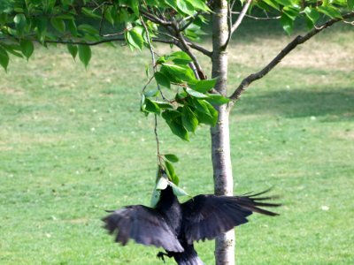 Raven