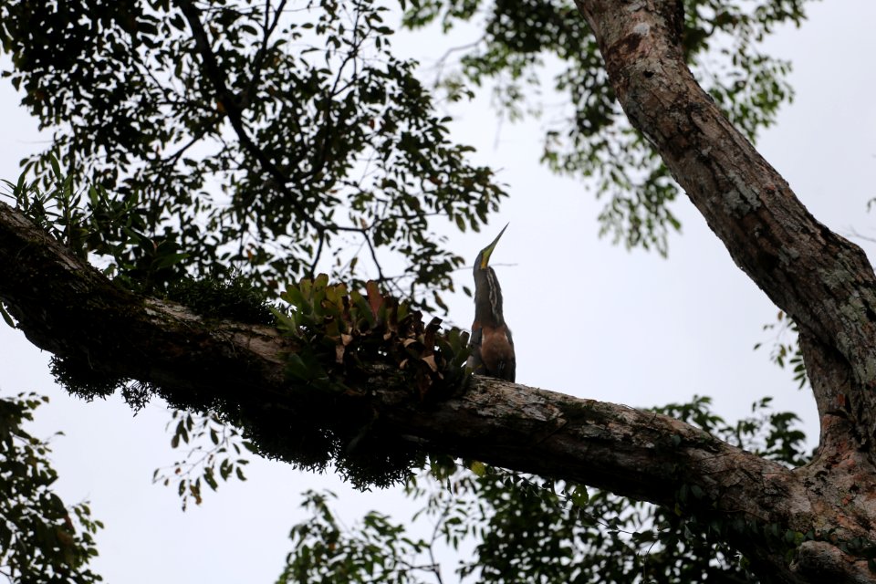 Bare-throated Tiger Heron