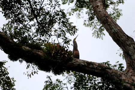 Bare-throated Tiger Heron