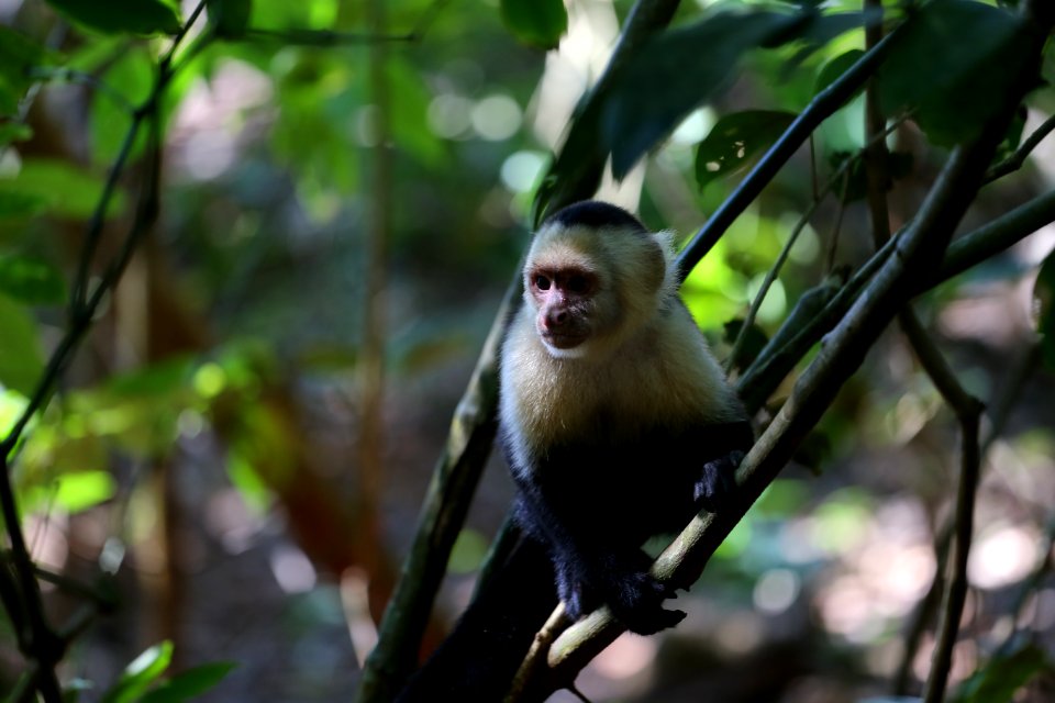 White-faced Capuchin Monkey