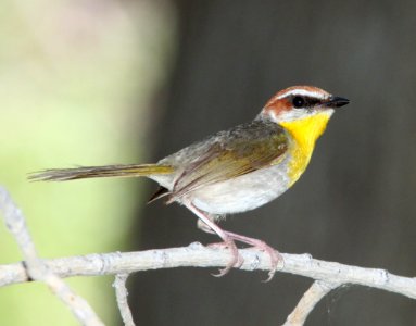 WARBLER, RUFOUS-CAPPED (7-29-09) sonoita creek tlc, patagonia, az -02