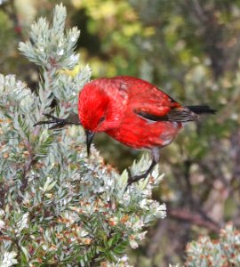 APAPANE (5-5-2018) hosmer grove, haleakala nat park, maui co, hawaii -05