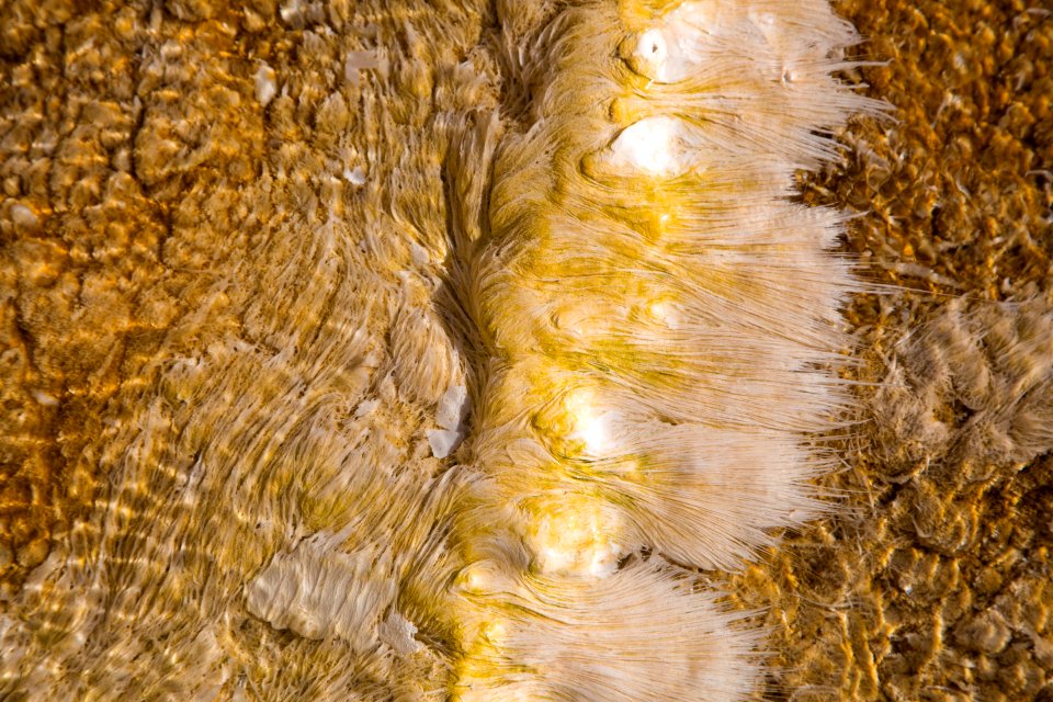 Filamentous bacteria at Mammoth Hot Springs