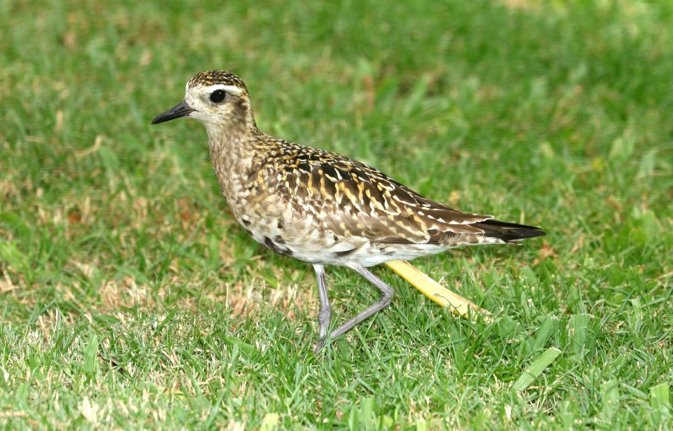 PACIFIC GOLDEN-PLOVER (8-28-2017) royal kona resort, kailua-kona, hawaii -01