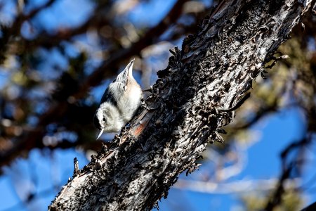 White-breasted nuthatch (Sitta carolinensis) clinging to a tree