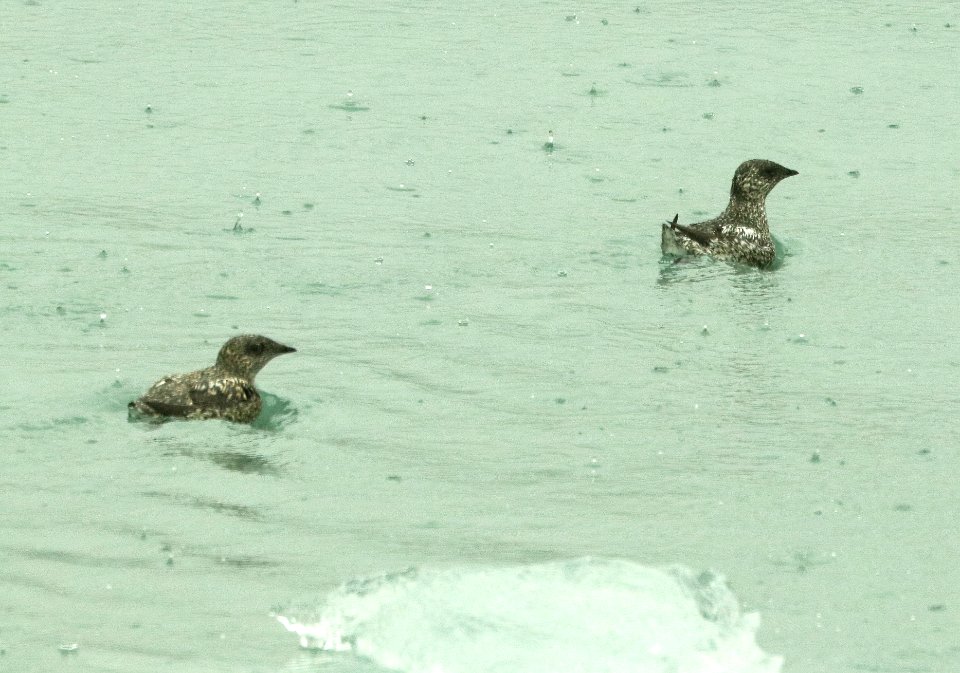 408 - KITTLITZ'S MURRELET (6-16-2019) northwest glacier tour, kenai fjords nat park, out of seward, ak -01