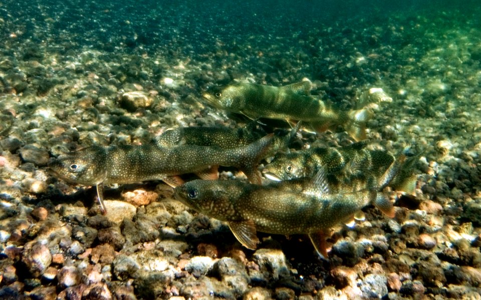 Spawning Lake trout