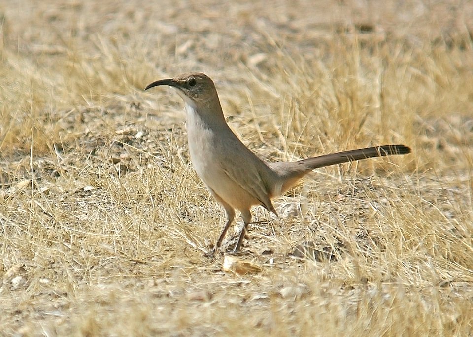 768 - CALIFORNIA THRASHER (10-24-06) carrizo plain, slo co, ca