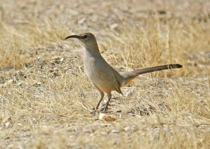 768 - CALIFORNIA THRASHER (10-24-06) carrizo plain, slo co, ca