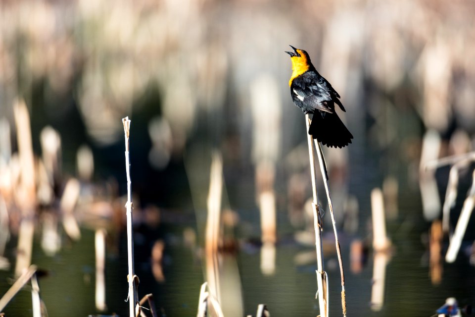 Yellow-headed blackbird (3)  - Xanthocephalus xanthocephalus