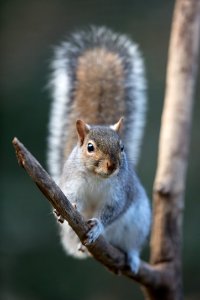 Gray Squirrel photo
