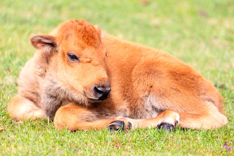 A newborn bison calf resting in Mammoth Hot Springs