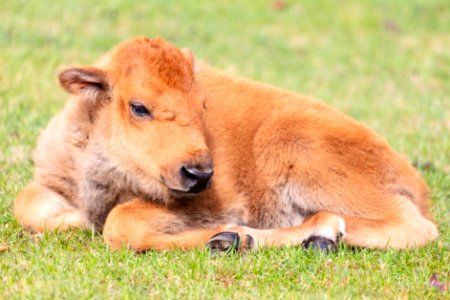 A newborn bison calf resting in Mammoth Hot Springs photo