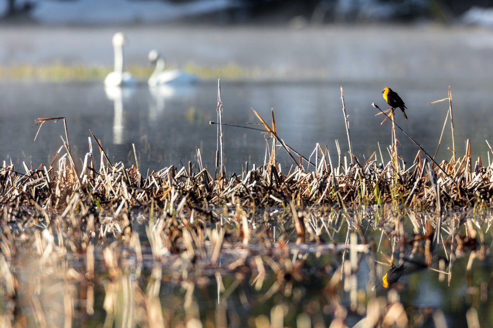 Yellow-headed blackbird and trumpeter swans