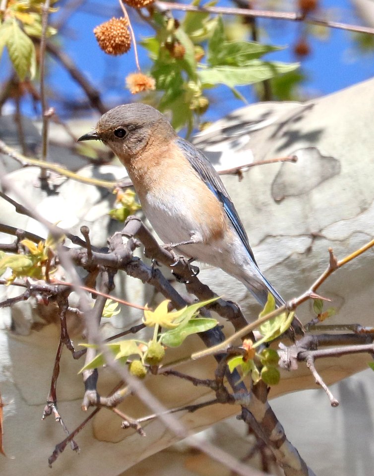734 - AZURE EASTERN BLUEBIRD (4-14-2017) harshaw road, santa cruz co, az -09 female