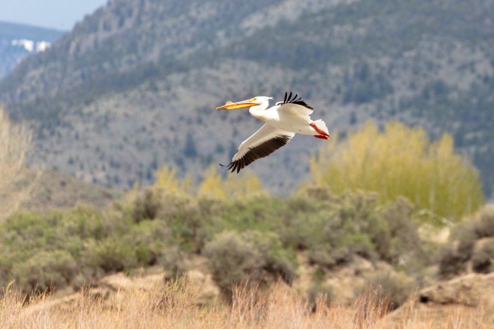 American white pelican (Pelecanus erythrorhynchos) takes flight over the Yellowstone River